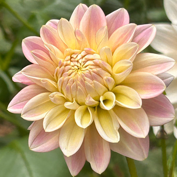 Coralie Dahlia