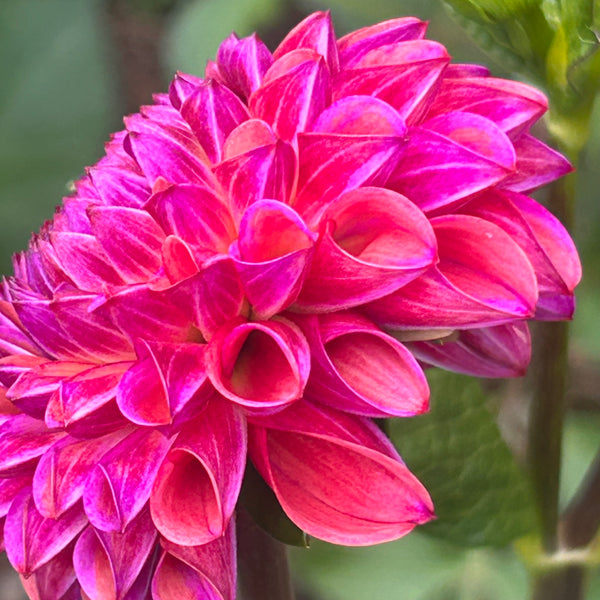 Caitlin's Joy - Purple/Peach Ball Dahlia