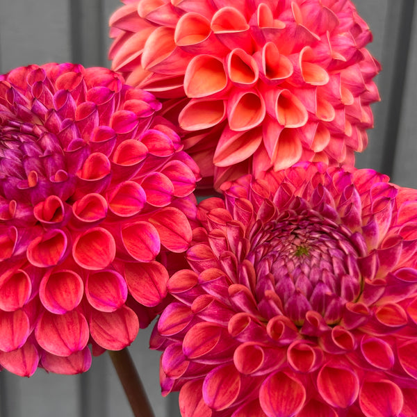 Caitlin's Joy - Purple/Peach Ball Dahlia