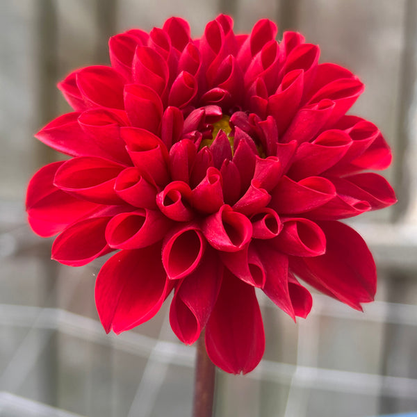 Viking - Red Ball Dahlia