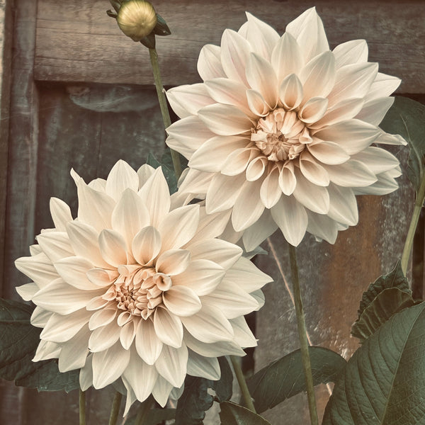 Cafe au Lait (Cream Dahlia)