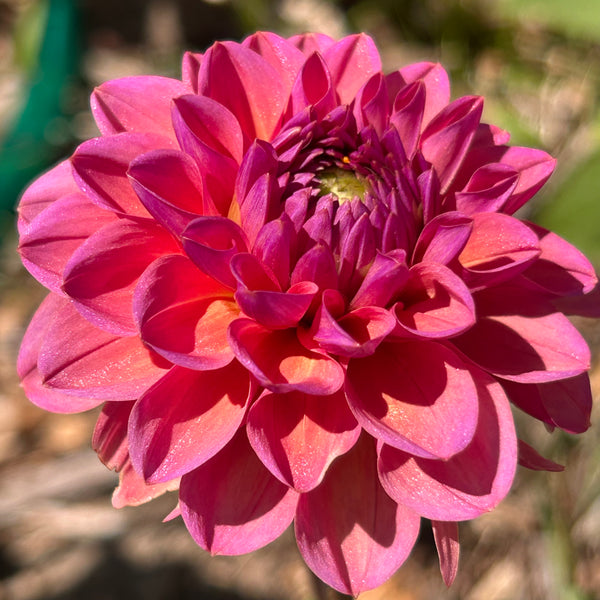 MW-A2 Seedling - Glittery Rose Gold Dahlia 2025/26