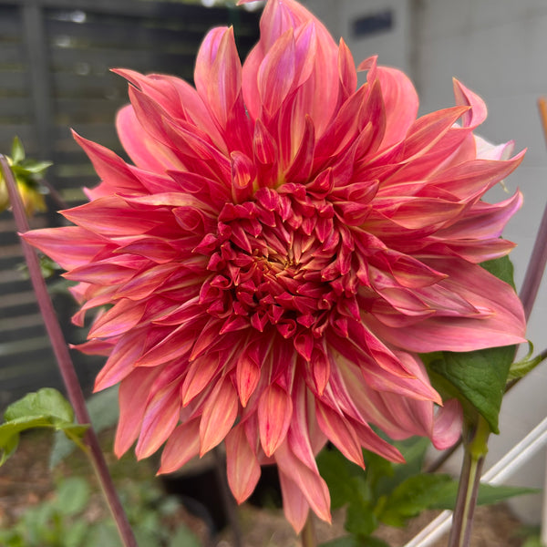 Penhill Watermelon - giant pastel orange Dahlia
