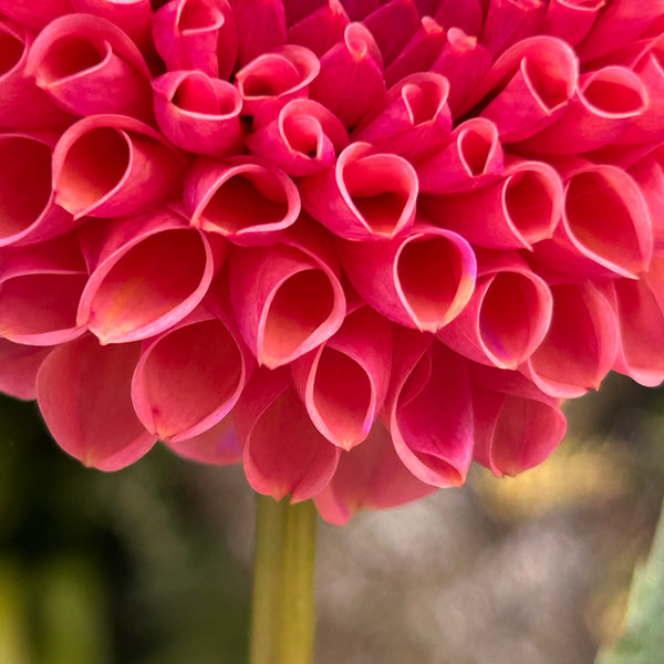 Snoho Jojo - Peachy Ball Dahlia