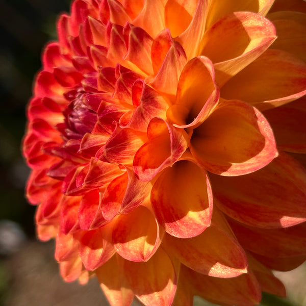 Amorous Lava dahlia