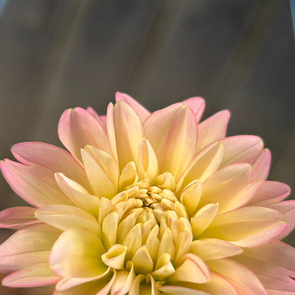 Rosemary Webb dahlia