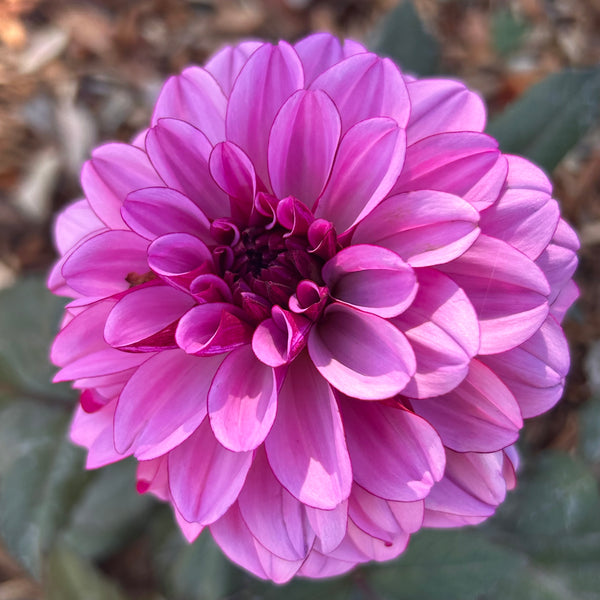 Melissa Anna Marijke Dahlia
