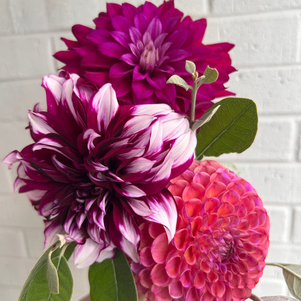 Tartan Dahlia - dark purple with white stripes
