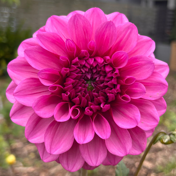 Belinda’s Bloomers Dahlia Seeds for Sale