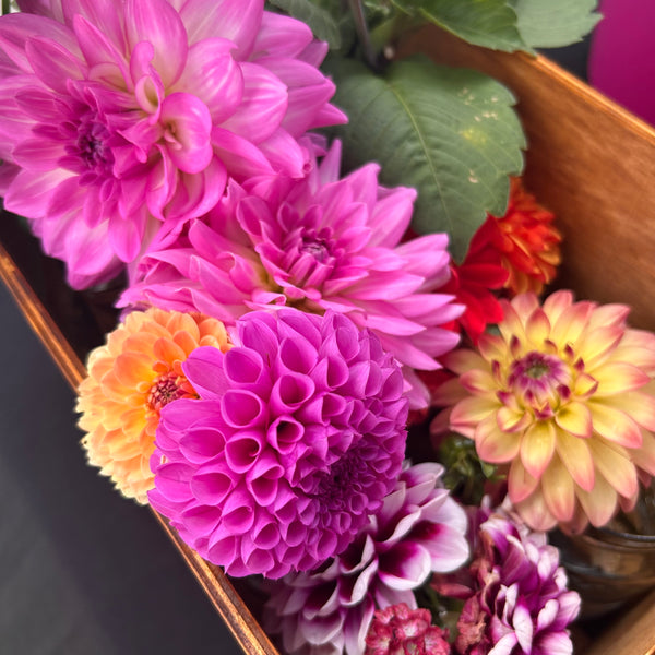 Heather - Purple Ball Dahlia