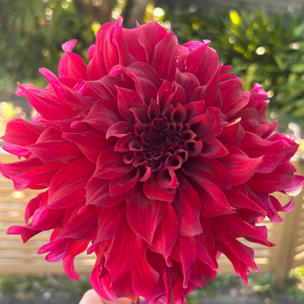 Spartacus - large velvety dark dahlia
