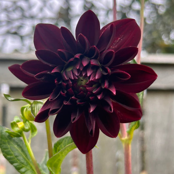 La Recoleta Dahlia (dark red-black)
