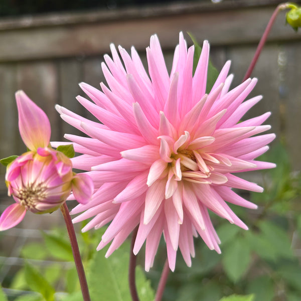 Park Princess dahlia
