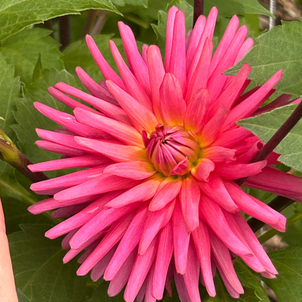 Pink Kerkrade dahlia
