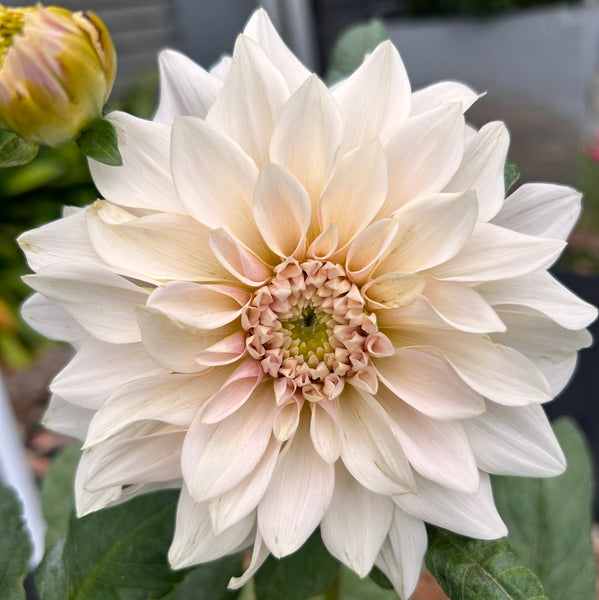 Cafe au Lait Dahlia