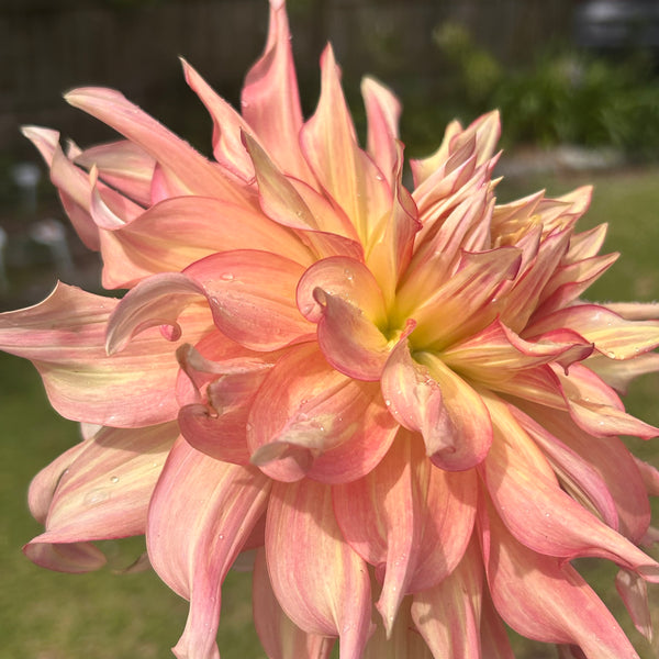 Penhill Watermelon - giant pastel orange Dahlia