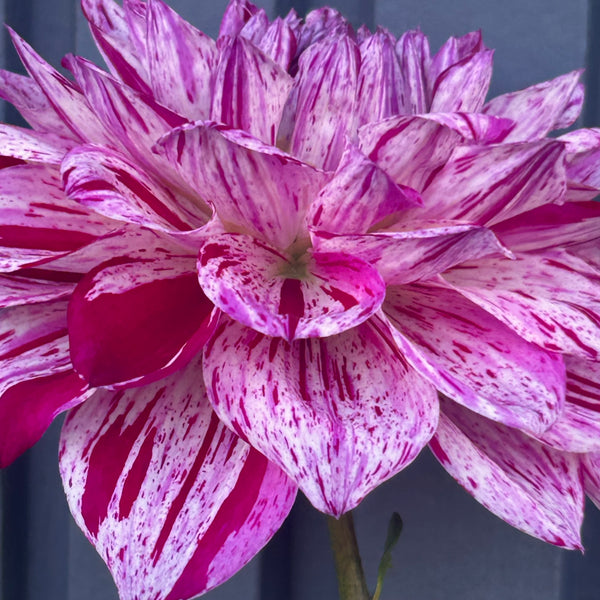 Santander dahlia