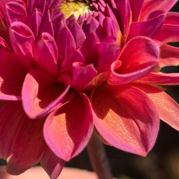 MW-A2 Seedling - Glittery Rose Gold Dahlia 2025/26