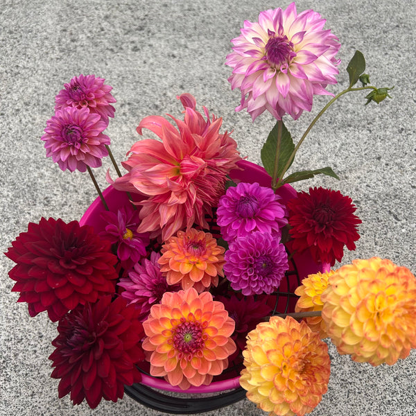 Flowers by the Bucket