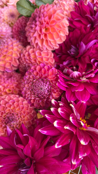 Maldini dahlia - dark purple with white tips