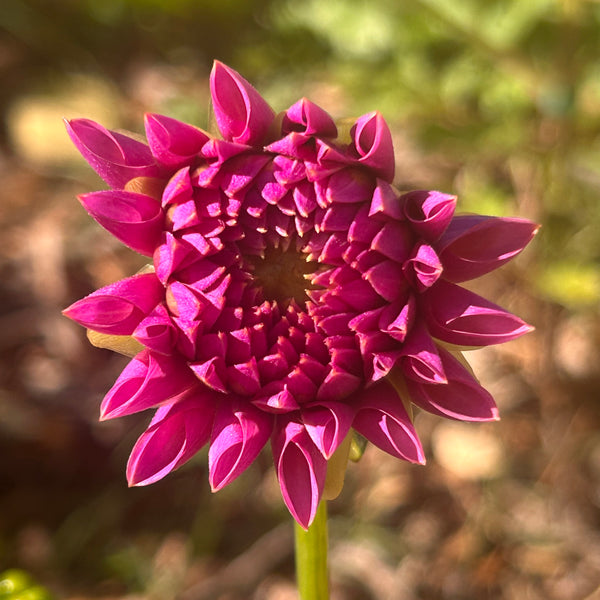 MW-B2 Seedling - Purple Ball Dahlia 2025/26