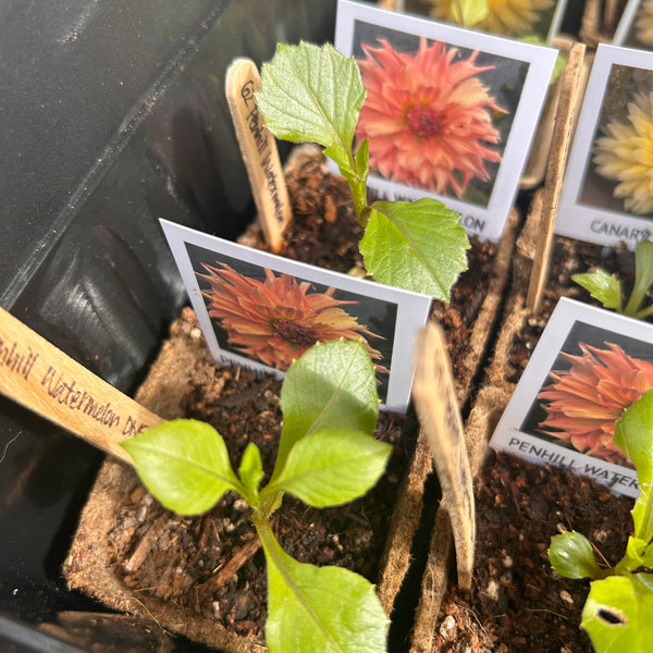 Penhill Watermelon - giant pastel orange Dahlia