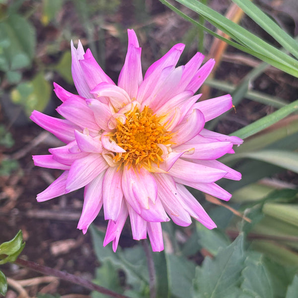 Mystery Pink dahlia