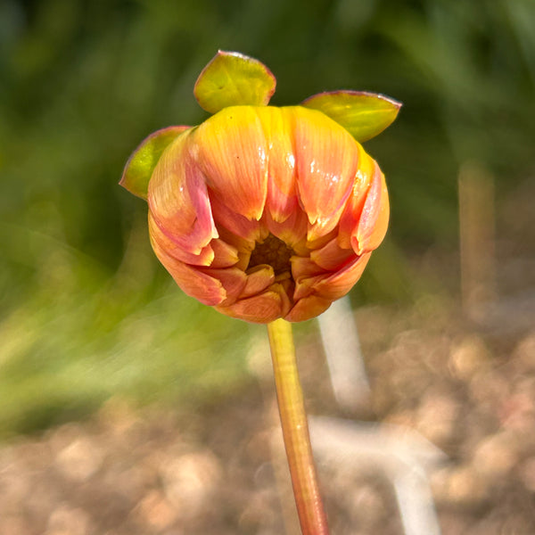 SW1 Seedling Dahlia 2025/26