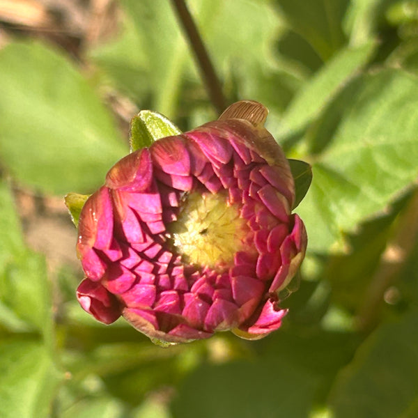 MW-A2 Seedling - Glittery Rose Gold Dahlia 2025/26