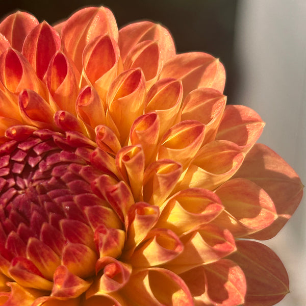 Amorous Lava dahlia