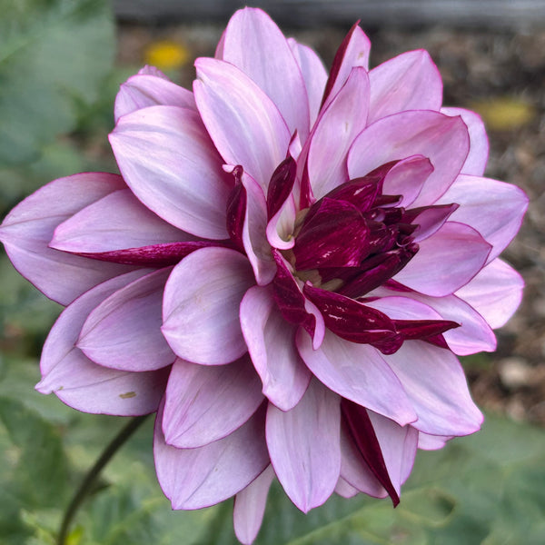 Creme de Cassis (Purple Dahlia)