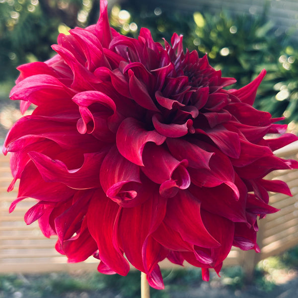 Spartacus - large velvety dark dahlia