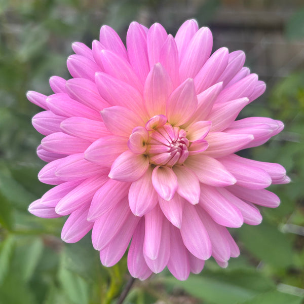 Park Princess dahlia
