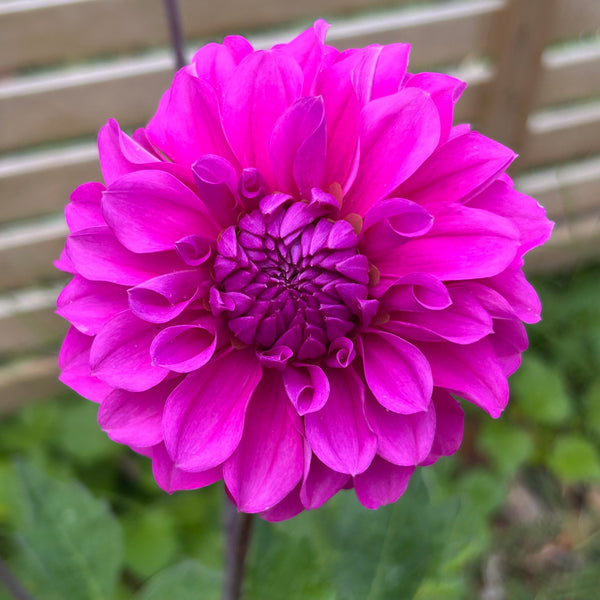 MW-B1 Seedling - Purple Ball Dahlia 2025/26