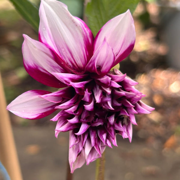 Tartan Dahlia - dark purple with white stripes