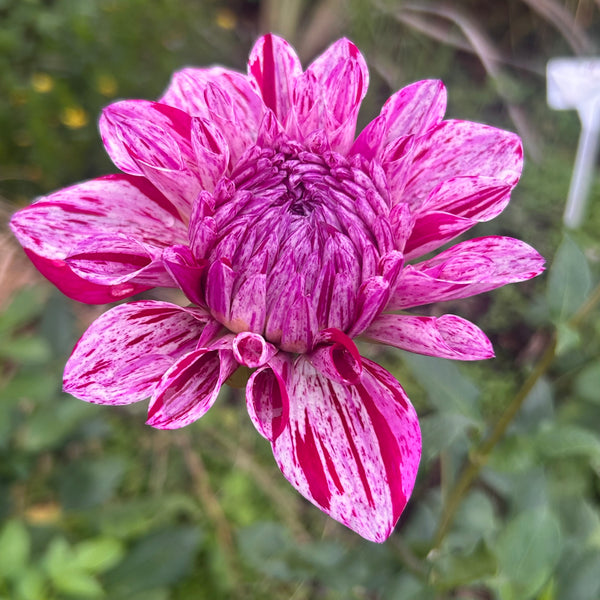 Santander dahlia