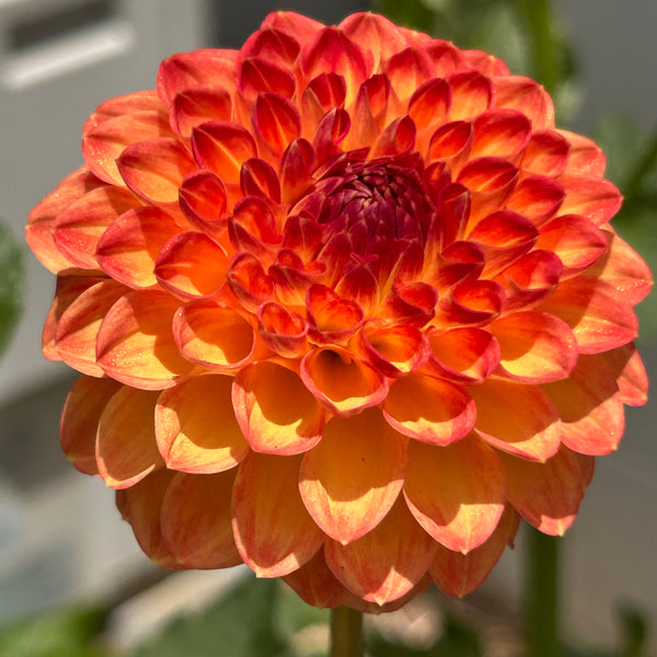 Amorous Lava dahlia