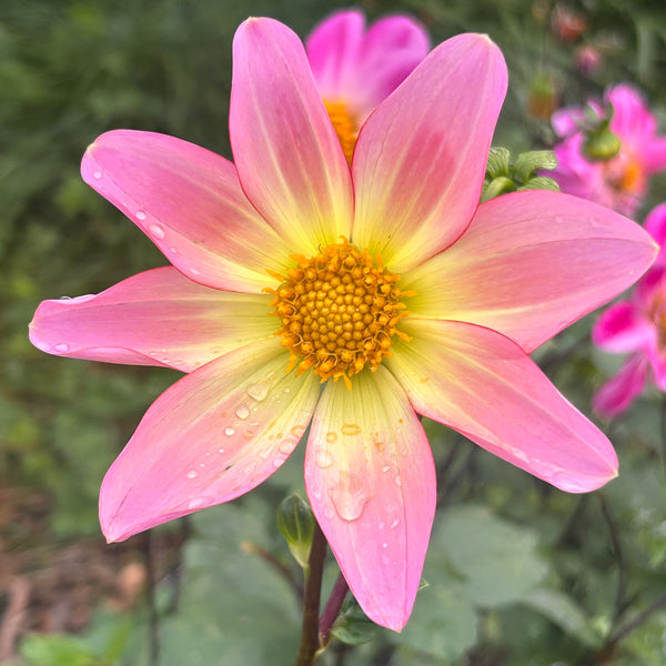 SvB5 Seedling Dahlia - pinky yellow