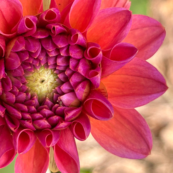 MW-A2 Seedling - Glittery Rose Gold Dahlia 2025/26