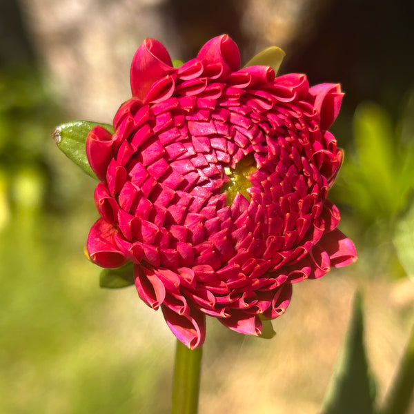 Snoho Jojo - Peachy Ball Dahlia