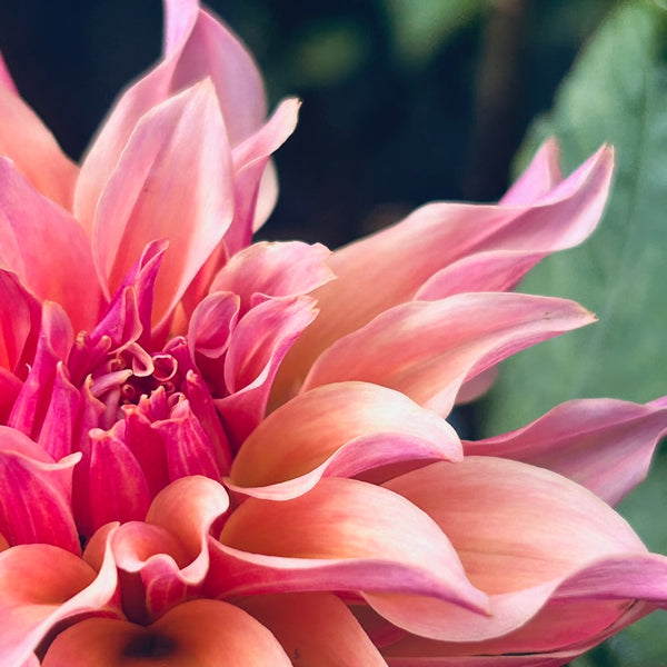Labyrinth (peachy pink swirly Dahlia)