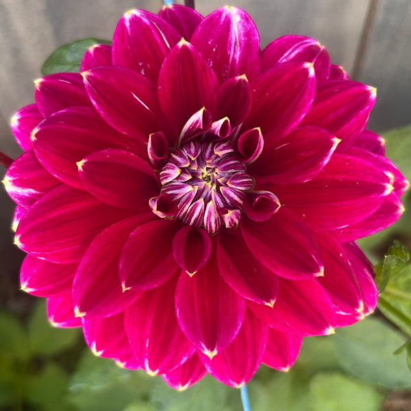 Maldini dahlia - dark purple with white tips