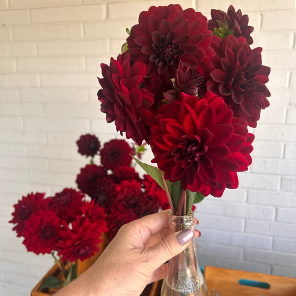 La Recoleta Dahlia (dark red-black)