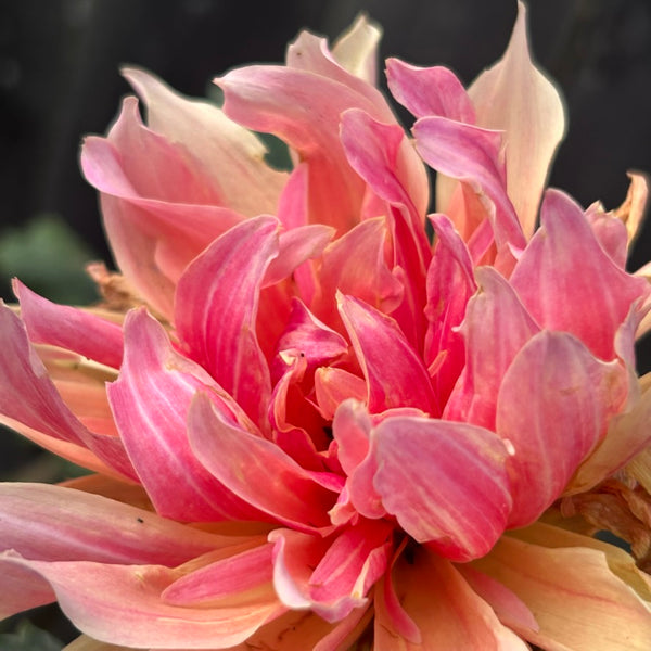 Labyrinth (peachy pink swirly Dahlia)