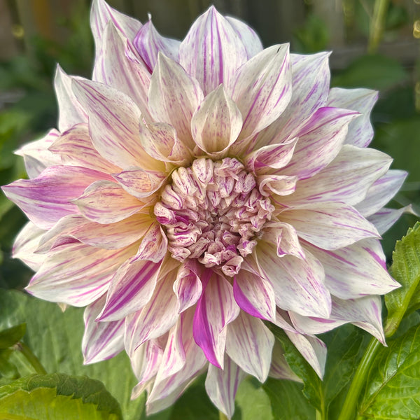 Cafe Twist (stripy Cafe au Lait dahlia)