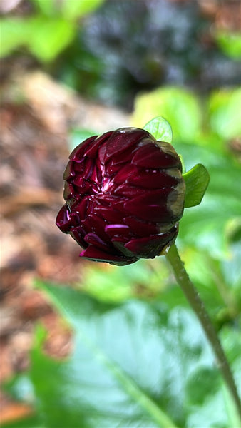 Creme de Cassis (Purple Dahlia)
