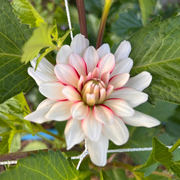 Short Track Dahlia
