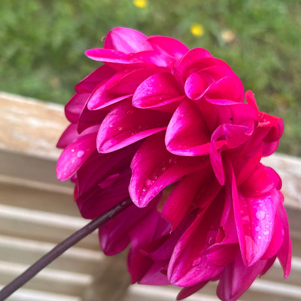 Windsong B1 - Hot Pink Dahlia Seedling