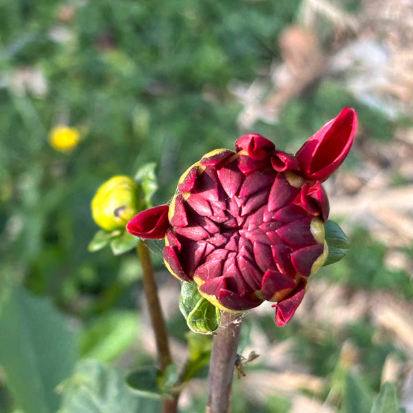 Taratahi Ruby