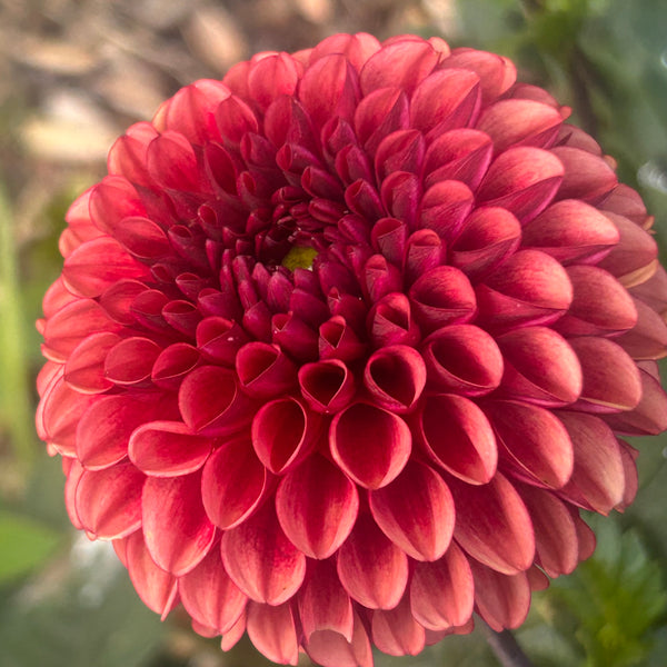 Belinda’s Bloomers Dahlia Seeds for Sale
